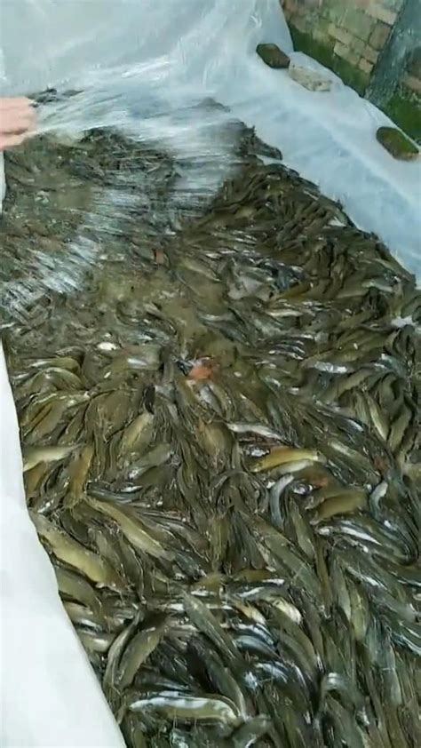 養魚數量垃圾魚|【養魚數量垃圾魚】養魚數量的秘密：垃圾魚清道夫也計算在內？。